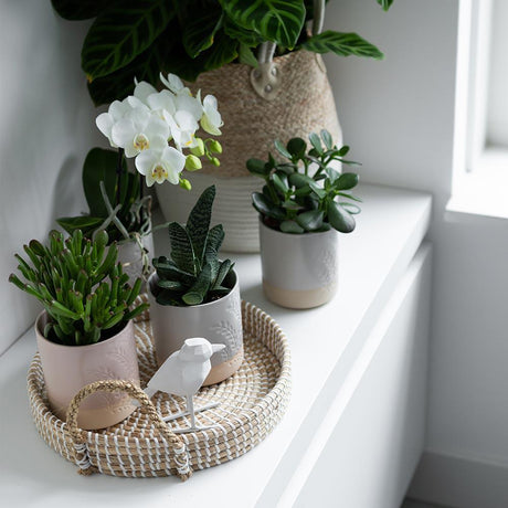 Livraison plante Plateau tressé blanc - Accessoire déco