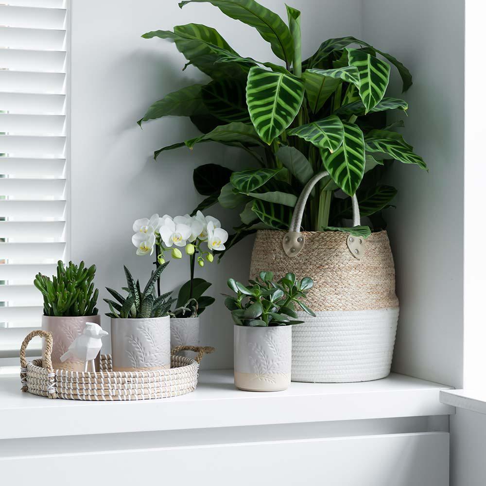 Livraison plante Plateau tressé blanc - Accessoire déco