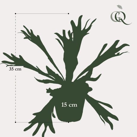 Livraison plante Platycerium plante artificielle - h33cm, Ø15cm