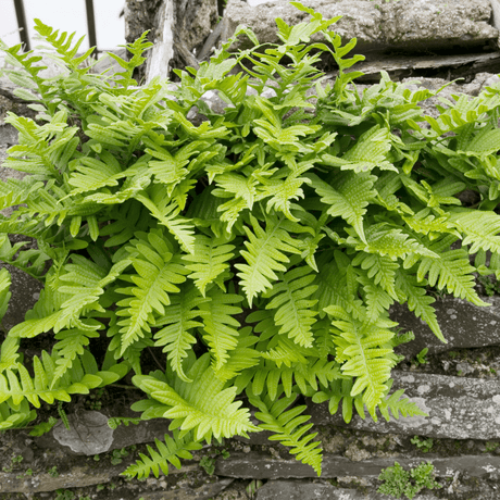Livraison plante Polypode fougère