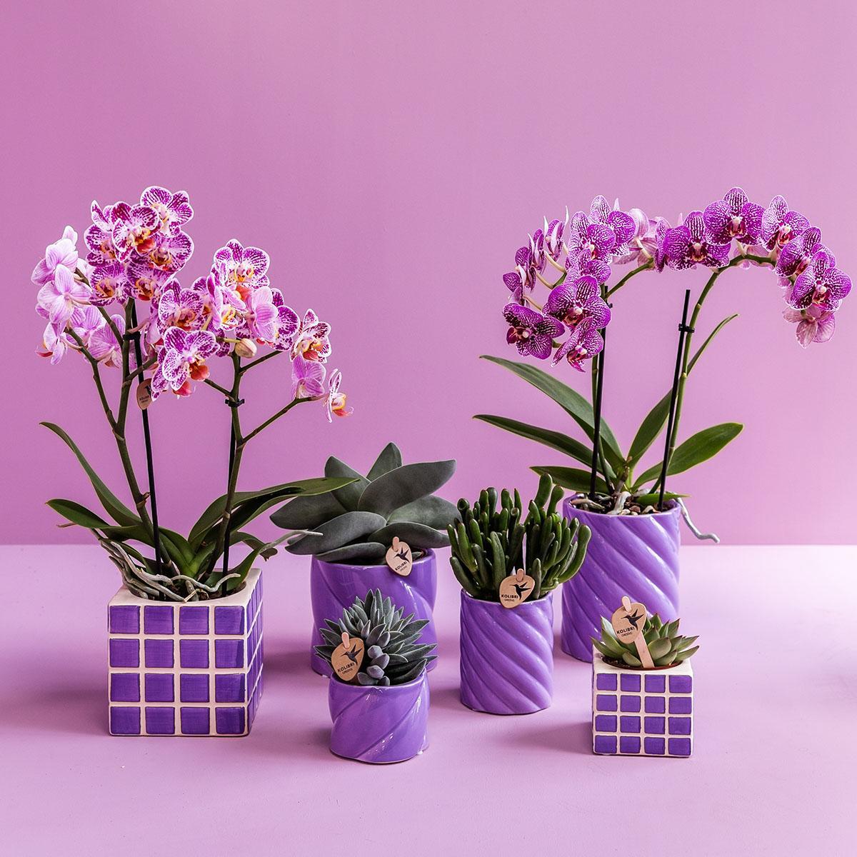 Livraison plante Pot décoratif Candy - Lilas