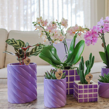 Livraison plante Pot décoratif Candy lilas haut