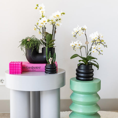 Livraison plante Pot décoratif en céramique Bubble noir