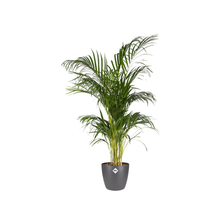 Livraison plante Pot elho Brussels Rond Anthracite 20 cm