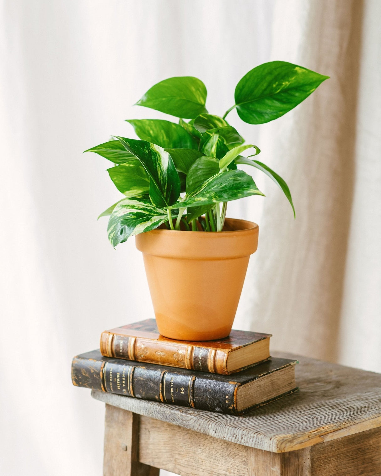 Livraison plante Pothos Golden