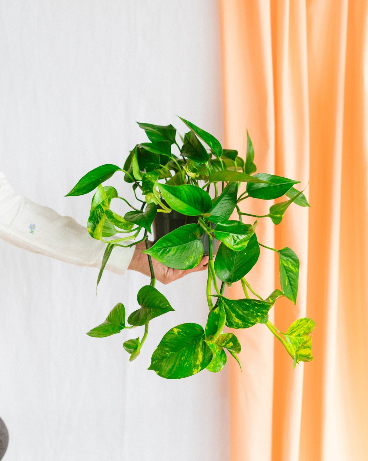 Livraison plante Pothos golden epipremnum