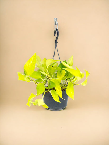 Livraison plante Pothos Neon Gold