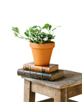 Livraison plante Pothos N'Joy