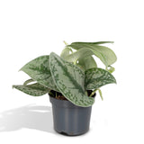 Livraison plante Pothos Scindapsus Pictus Epipremnum h15cm