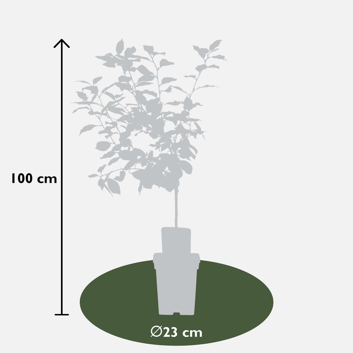 Livraison plante Prunier 'Morellenfeuer' - h100cm, Ø23cm - grande plante d'extérieur