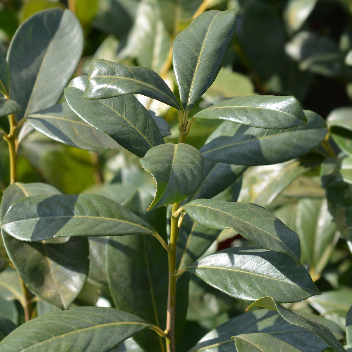 Livraison plante Prunus laurocerasus Rotundifolia – Lot de 6 – Hauteur 50 cm