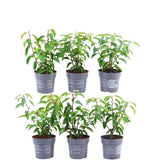 Livraison plante Prunus lusitanica 'Angustifolia' - Lot de 6