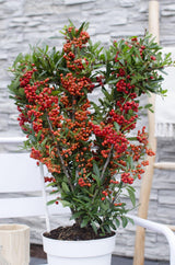 Livraison plante Pyracantha coccinea 'Red Star'