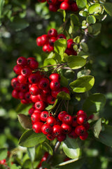 Livraison plante Pyracantha coccinea 'Red Star'