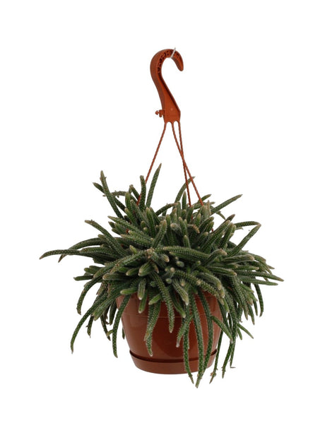 Livraison plante Rhipsalis Baccifera Horrida