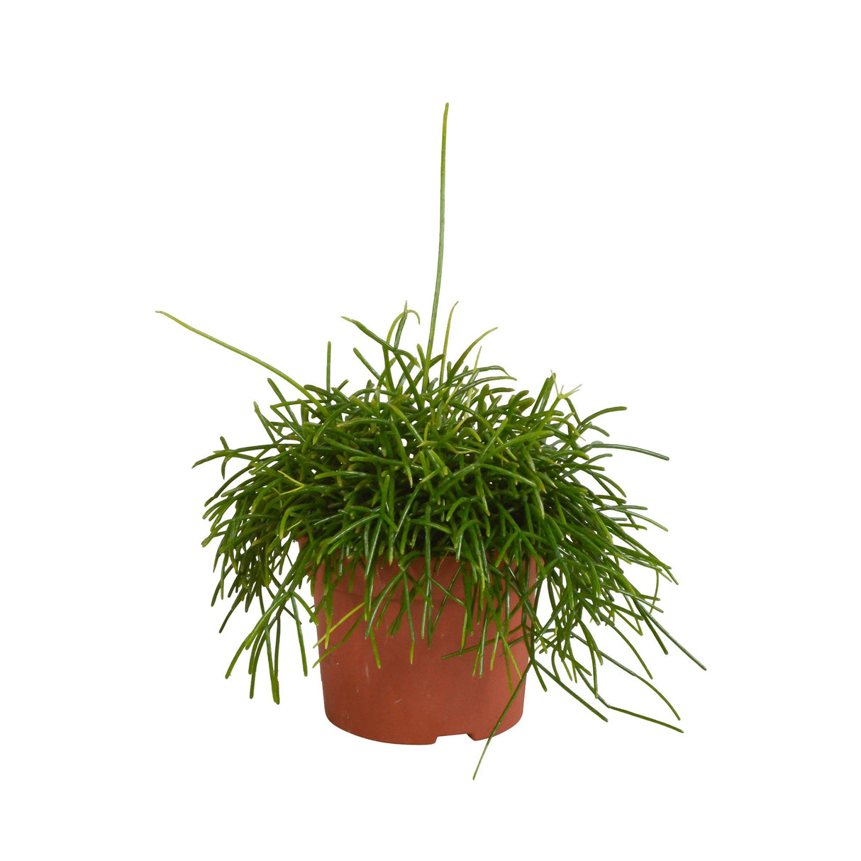 Livraison plante Rhipsalis Baccifera Oasis h26cm