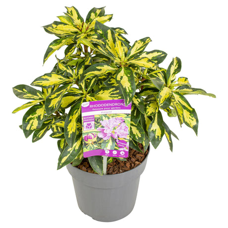 Livraison plante Rhododendron 'Gold Leaf' - ↨35cm - Ø19cm - plante d'extérieur