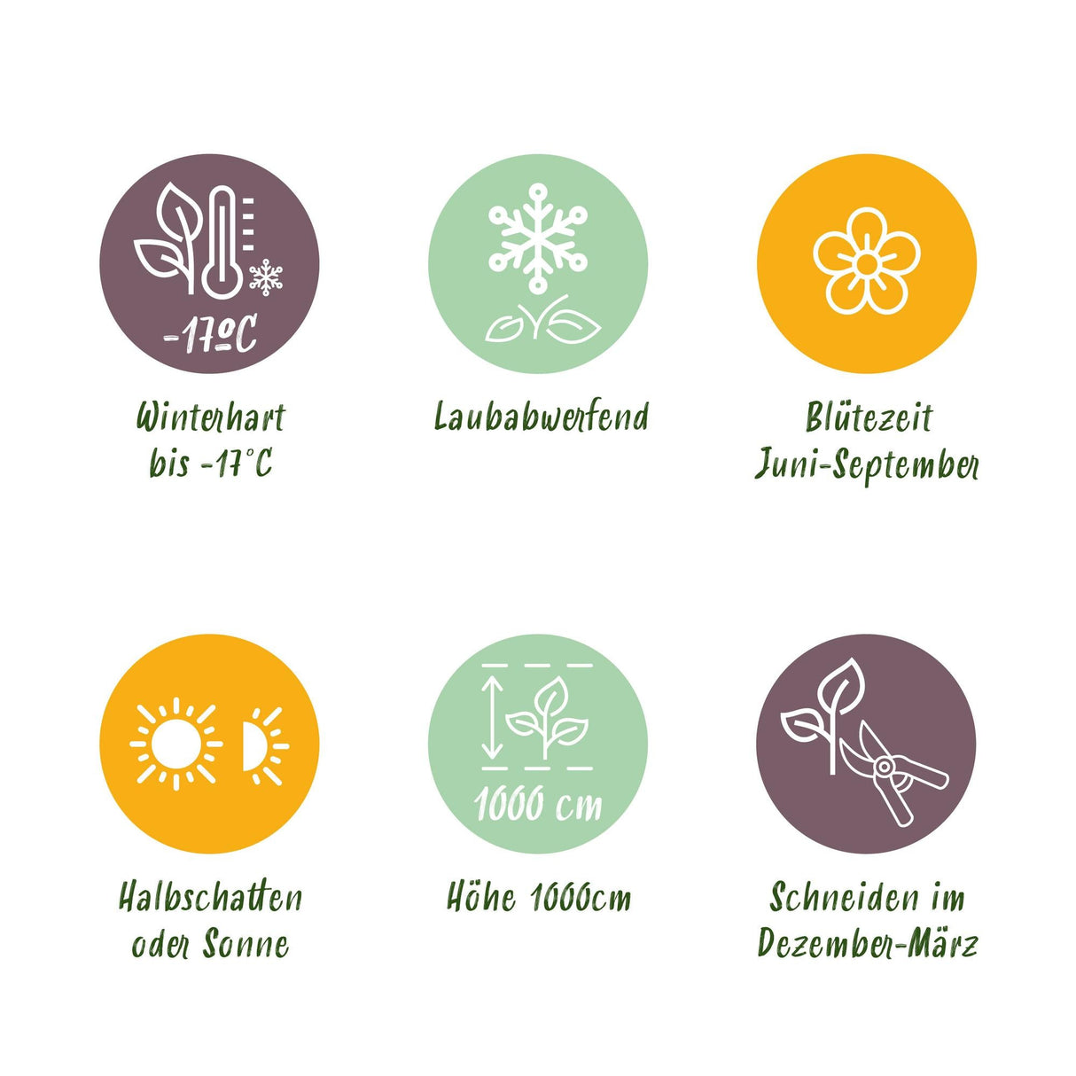 Livraison plante Rose grimpante Red Climber – Lot de 2 – Hauteur 40 cm