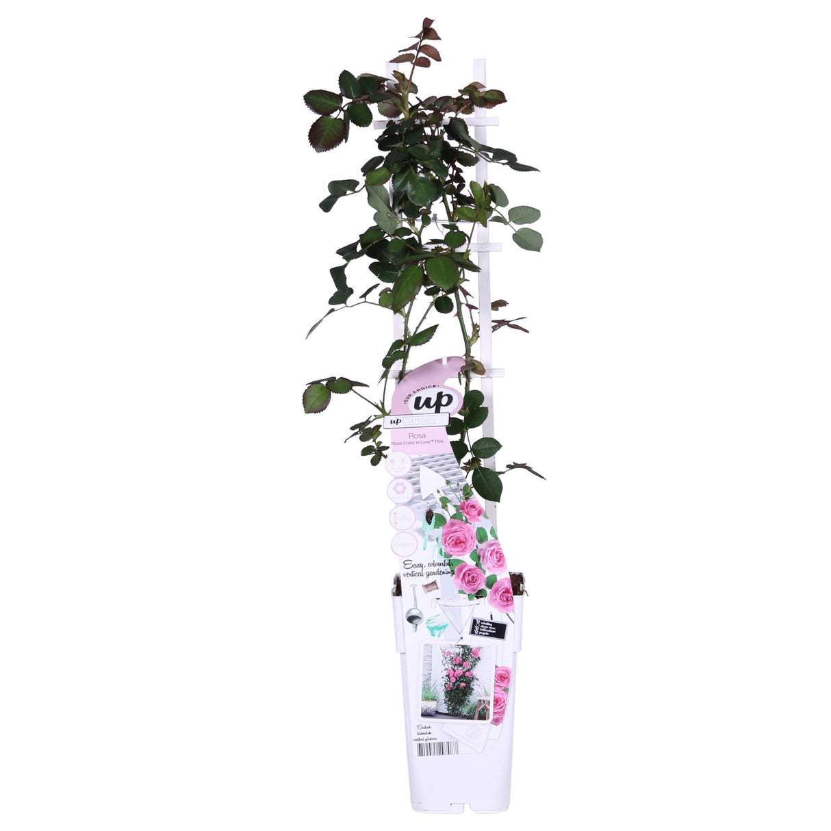 Livraison plante Rosier Crazy in Love 'Pink' - ↨65cm - Ø15 - arbuste fleuri extérieur