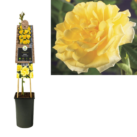 Livraison plante Rosier Golden climber d17cm h75cm