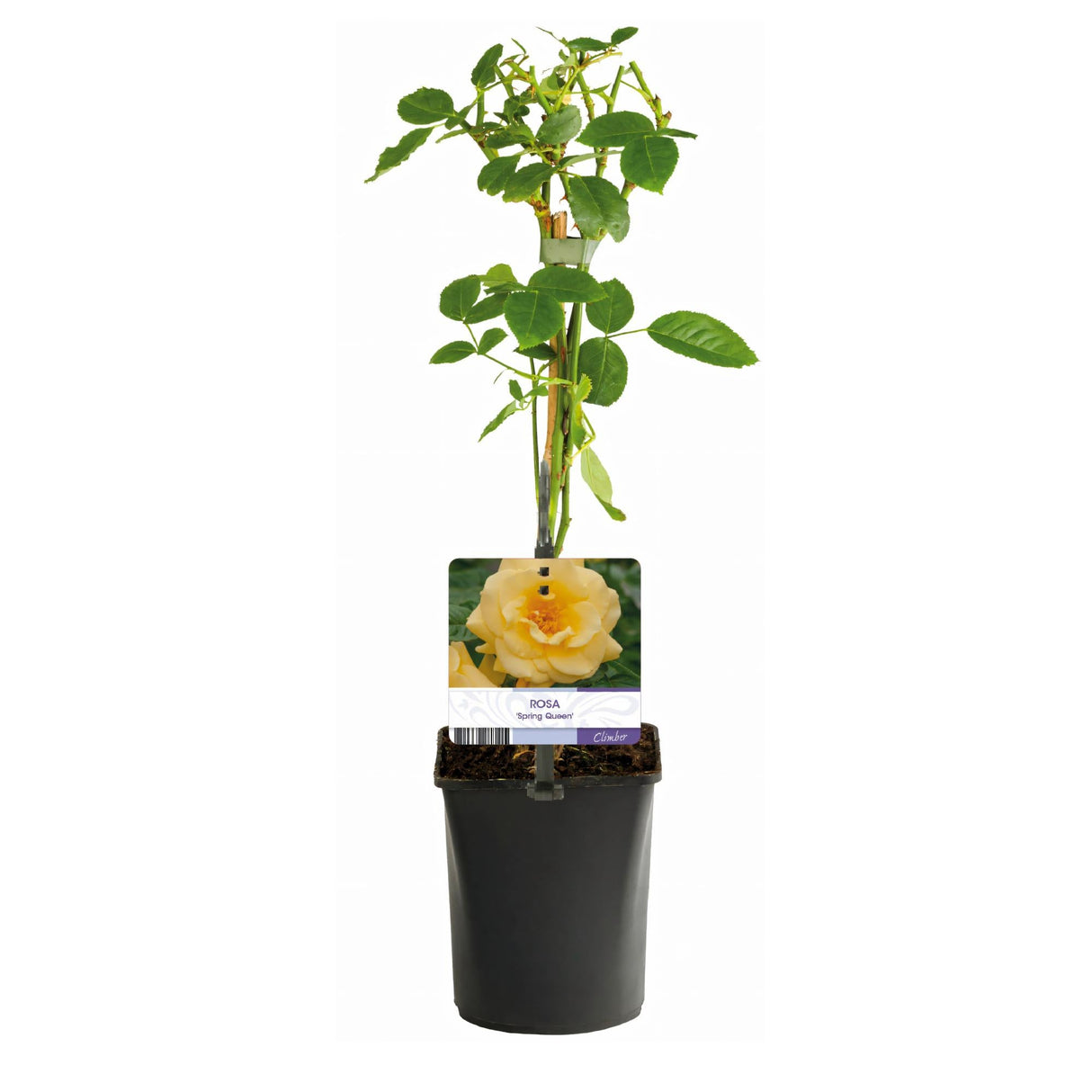 Livraison plante Rosier grimpant Spring Queen – Lot de 2 – Pot 11 cm