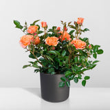 Livraison plante Rosier orange - plante fleurie d'extérieur