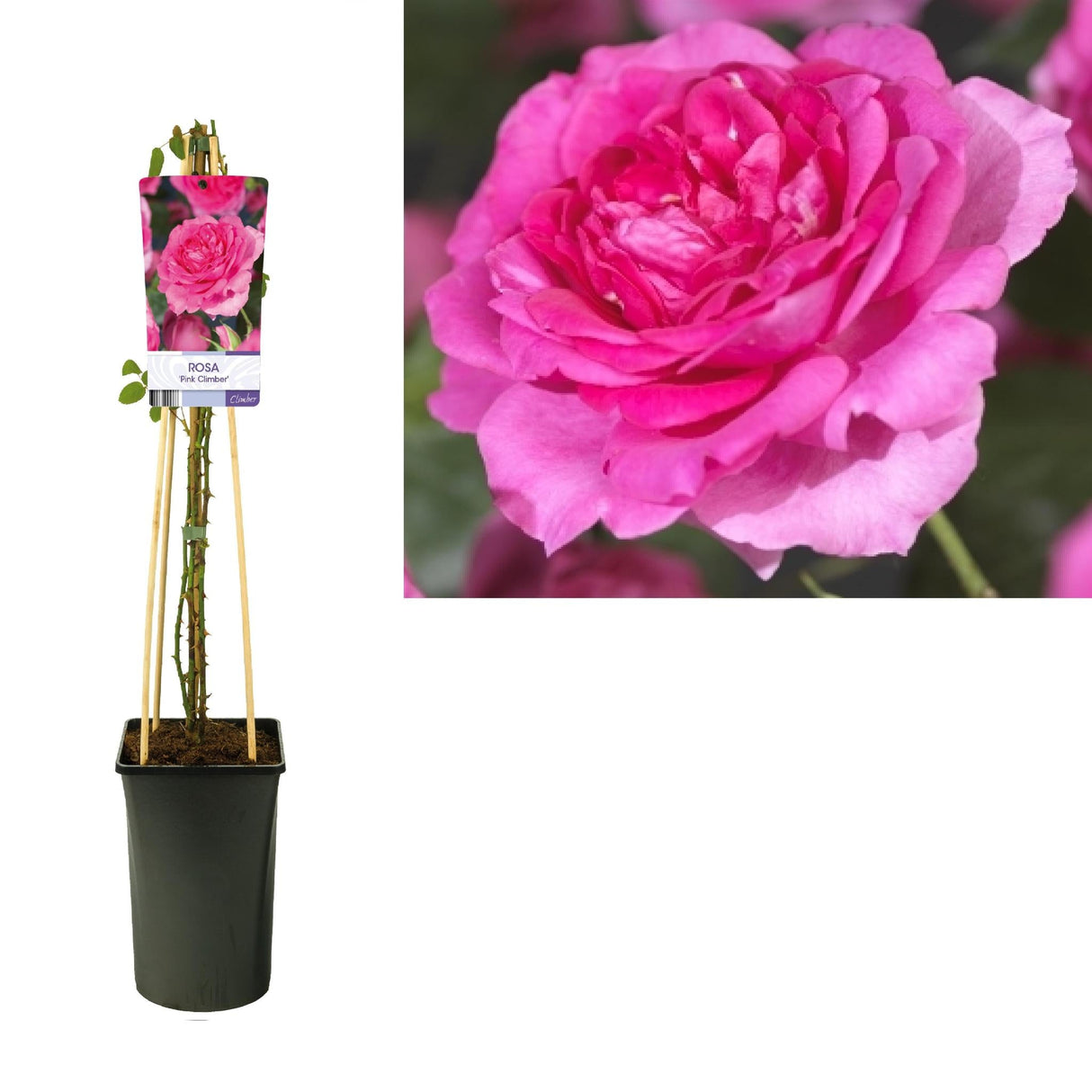 Livraison plante Rosier Pink climber d17cm h75cm