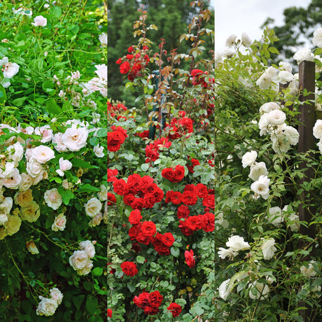 Livraison plante Rosier Rosa Tricolour – Lot de 3 – Pot 11 cm – Hauteur 40 cm