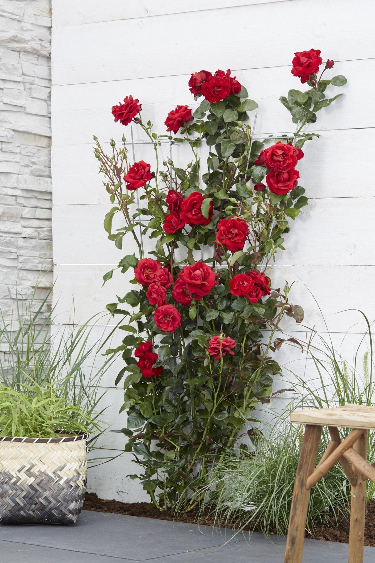 Livraison plante Rosier rouge - ↨65cm - Ø15 - arbuste fleuri