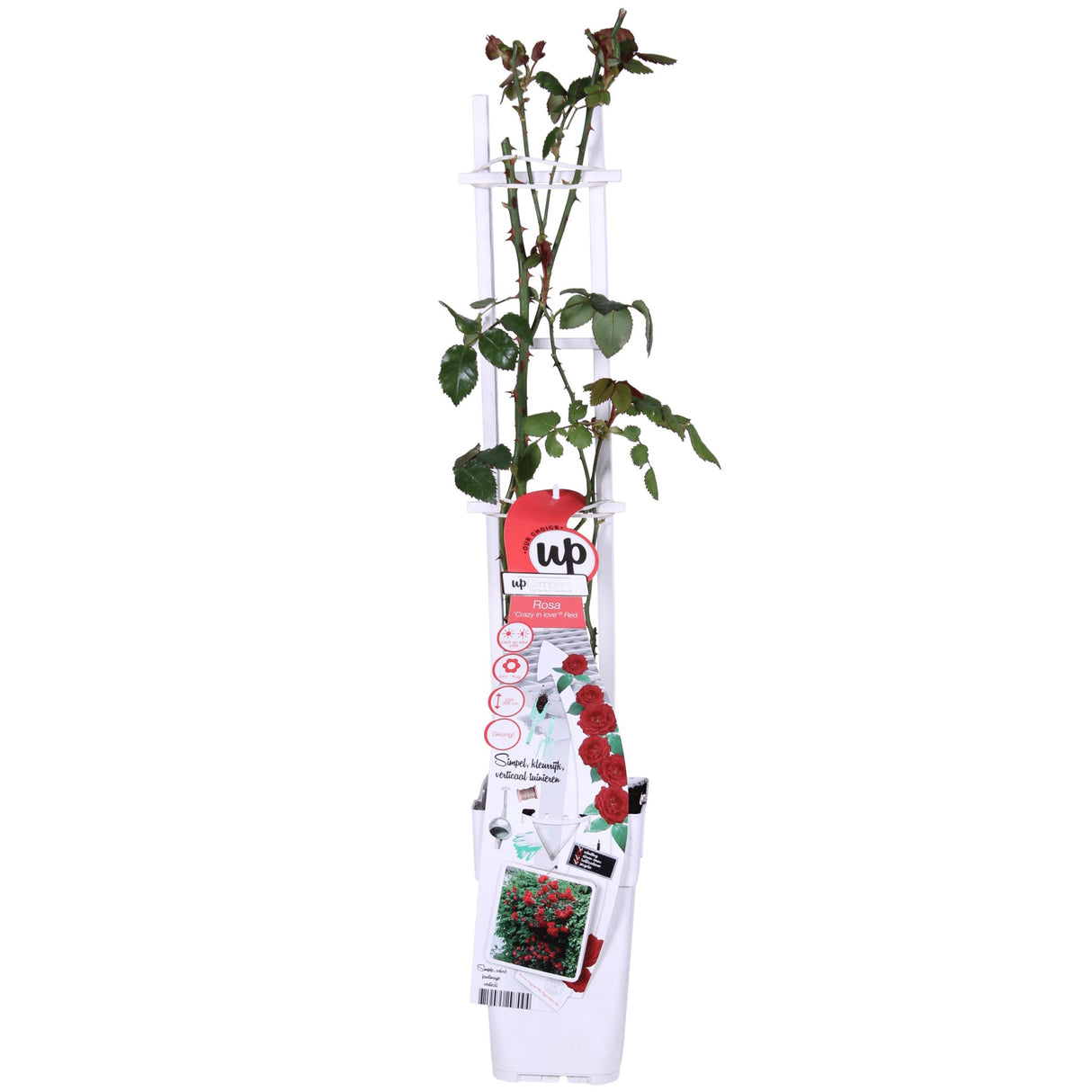 Livraison plante Rosier rouge - ↨65cm - Ø15 - arbuste fleuri