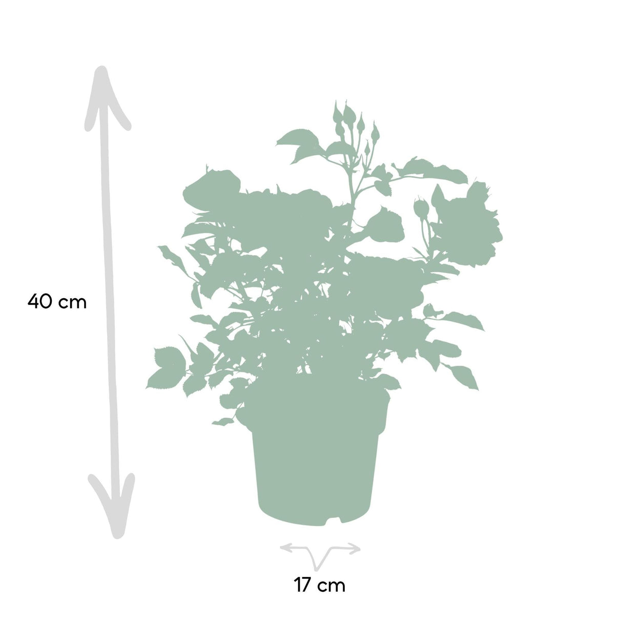 Livraison plante Rosier rouge - plante fleurie d'extérieur