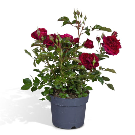 Livraison plante Rosier rouge - plante fleurie d'extérieur