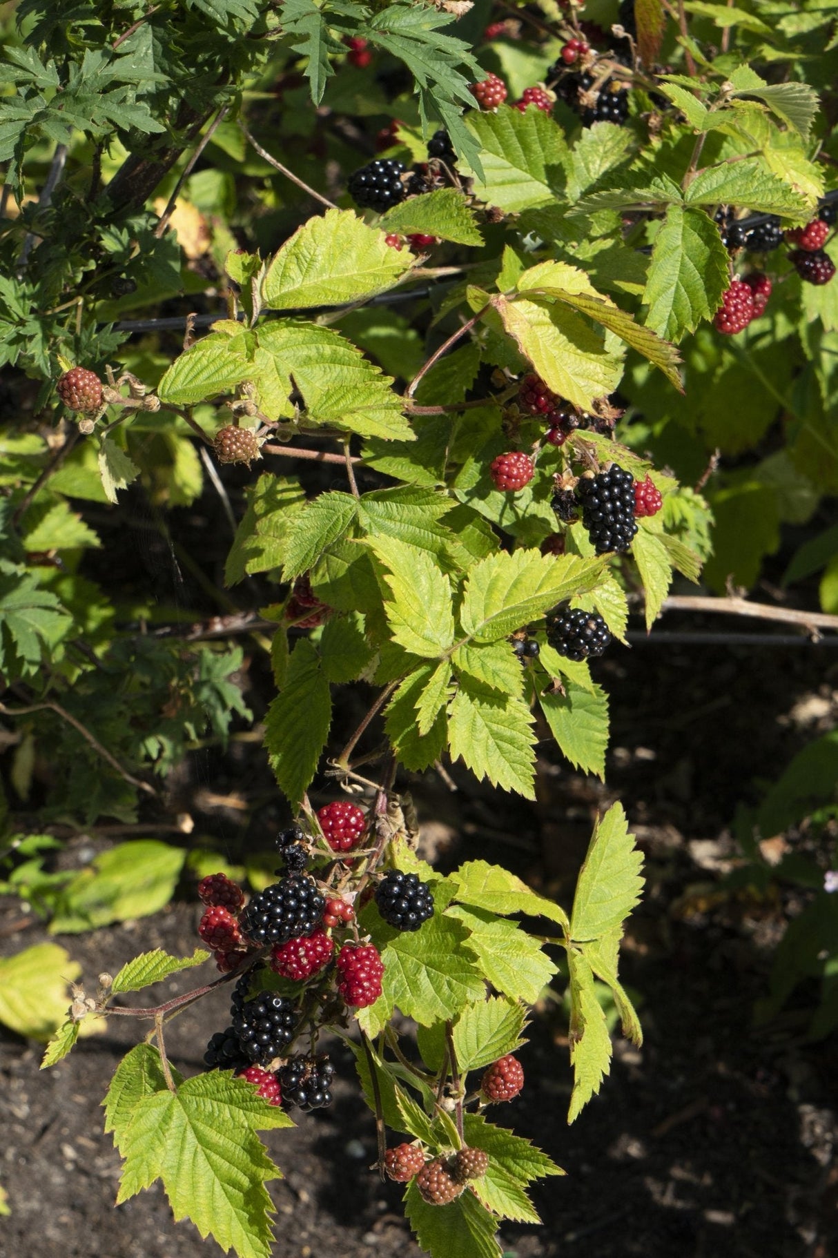 Livraison plante Rubus fruticosus 'Black Satin'