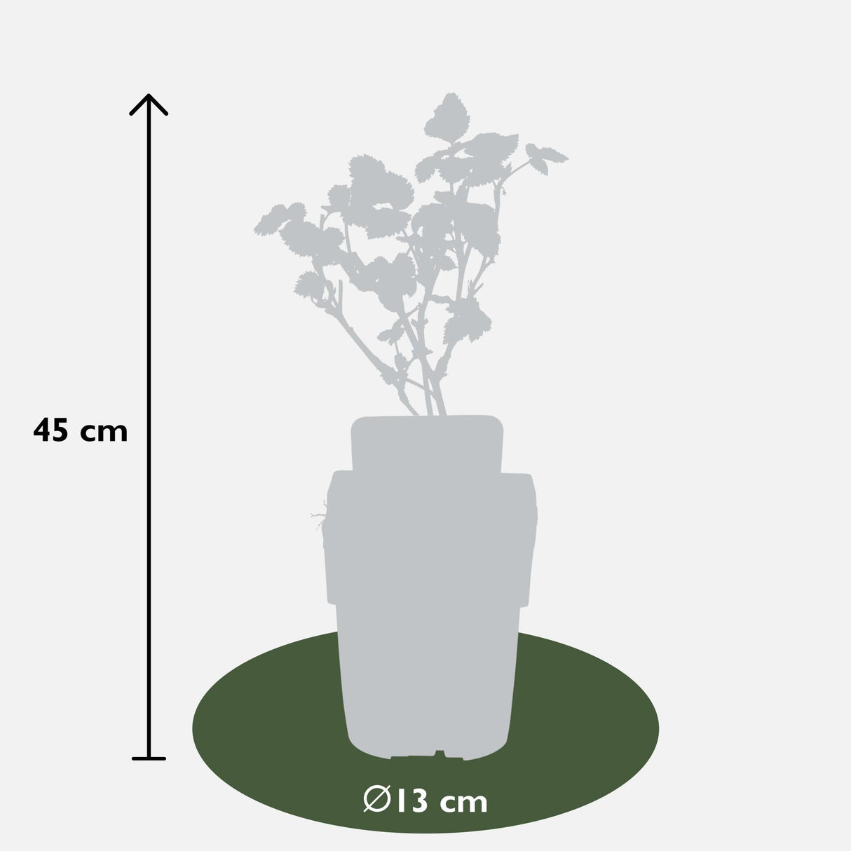 Livraison plante Rubus fruticosus 'Black Satin'