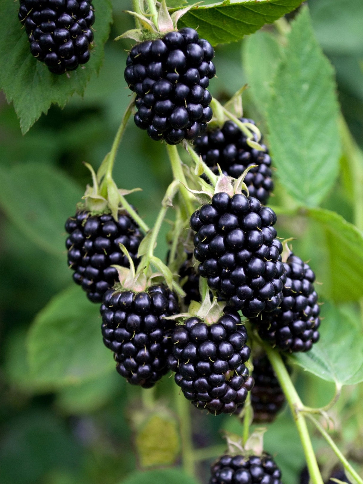 Livraison plante Rubus fruticosus 'Black Satin'