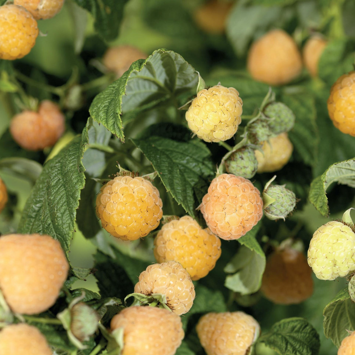 Livraison plante Rubus Idaeus 'Golden Everest' +light Label - Ø17cm - ↕75cm