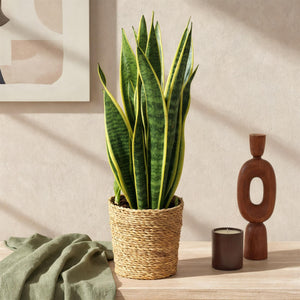 Livraison plante Sanseveria Laurentii – Lot de 2 – Pot 17cm – Hauteur 60 - 70cm