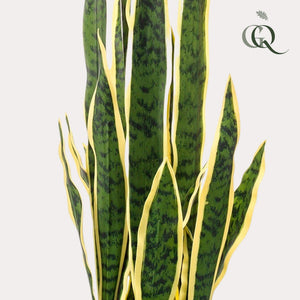 Livraison plante Sanseveria Trifasciata plante artificielle - h97cm, Ø12cm