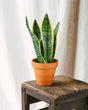 Livraison plante Sansevieria