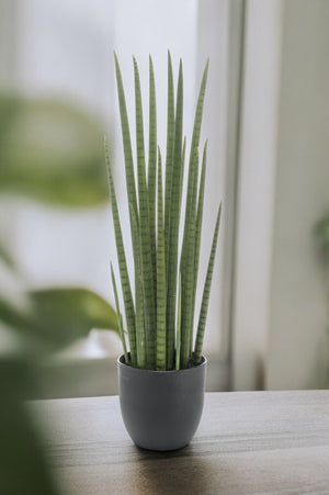 Livraison plante Sansevieria Cylindrica plante artificielle - h70cm, Ø12cm