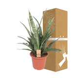 Livraison plante Sansevieria Diamond Green