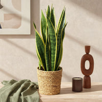Sansevieria Laurentii et