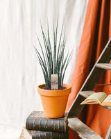 Livraison plante Sansevieria Mikado