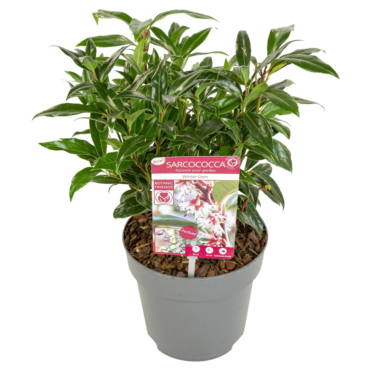 Livraison plante Sarcocoque 'Winter Gem'® - ↨25cm - Ø19cm - plante de haie