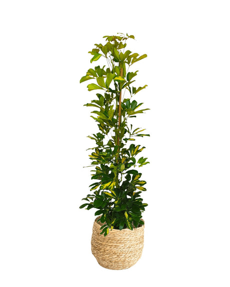 Livraison plante Schefflera Gold Capella