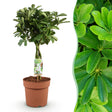 Livraison plante Schefflera Nora