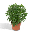 Livraison plante Schefflera Nora