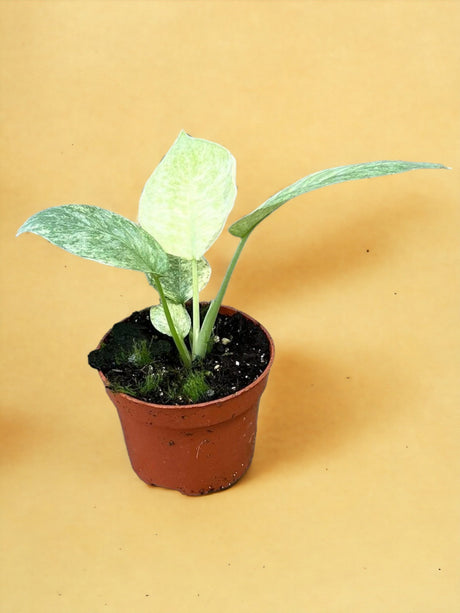 Livraison plante Schismatoglottis Longispatha Variegata