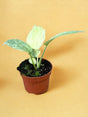 Livraison plante Schismatoglottis Longispatha Variegata