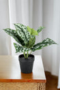 Livraison plante Scindapsus plante artificielle - h30cm, Ø15cm